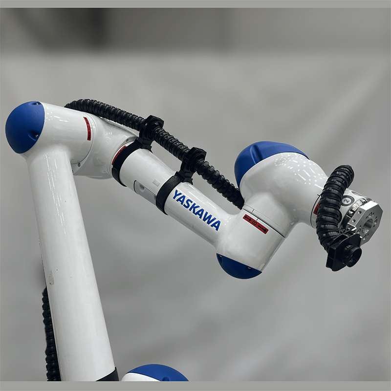 サイルベアフレックスコラボ